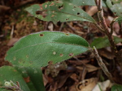 Ardisia villosa