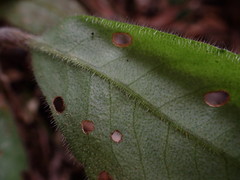 Ardisia villosa