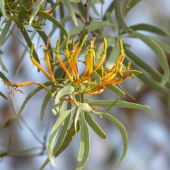 Dendrophthoe gamblei