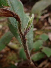 Ardisia villosa