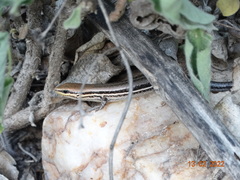Brasiliscincus heathi