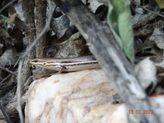 Brasiliscincus heathi