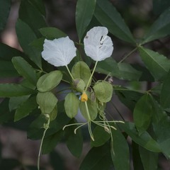 Cadaba trifoliata