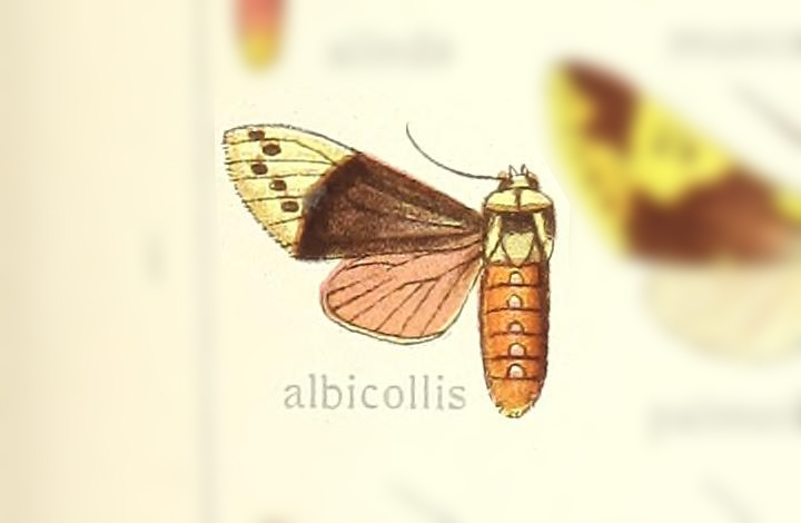 Eucyrta albicollis