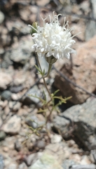 Chaenactis carphoclinia