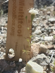 Chaenactis carphoclinia