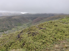 Arctostaphylos cruzensis