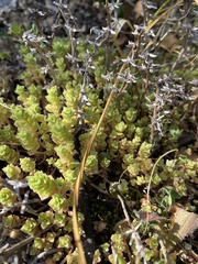 Phedimus stellatus