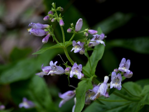 Penstemon canescens