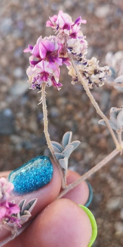 Rain Indigo (Indigofera exigua)