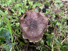 Lepiota calcicola