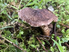 Lepiota calcicola