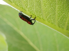 Rhodobaenus tredecimpunctatus