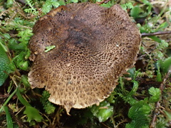 Lepiota calcicola