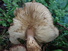 Lepiota calcicola