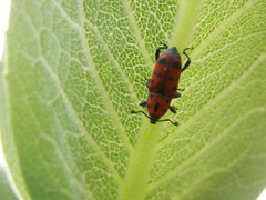 Rhodobaenus tredecimpunctatus