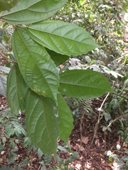 Celtis philippensis
