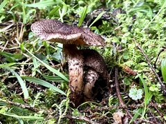 Lepiota calcicola