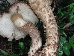Lepiota calcicola