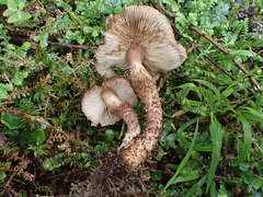 Lepiota calcicola