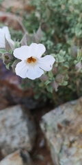 Chascanum