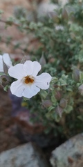 Chascanum