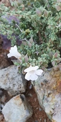 Chascanum