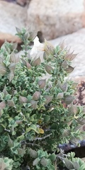 Chascanum