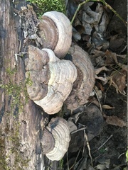 Fomes fomentarius