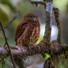 Glaucidium