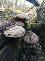 Fomes fomentarius