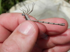 Lestes australis