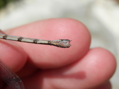 Lestes australis