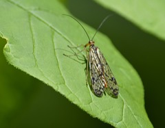 Panorpa latipennis