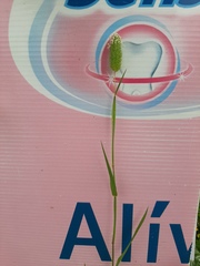 Phalaris minor