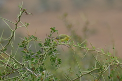 Zosterops flavilateralis