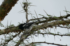 Melaniparus albiventris