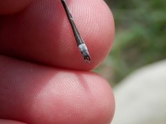 Lestes australis