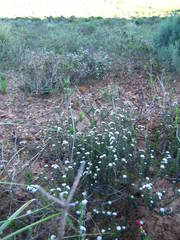 Phylica stenopetala stenopetala