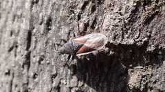 Oxycarenus lavaterae