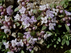 Thymus gobicus