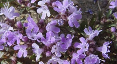 Thymus gobicus