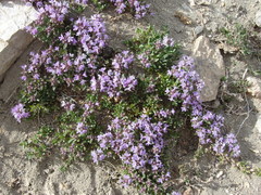 Thymus gobicus