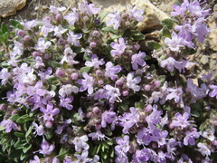 Thymus gobicus