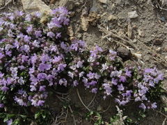 Thymus gobicus