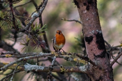 Erithacus rubecula
