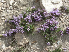 Thymus gobicus