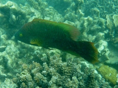 Cheilinus trilobatus