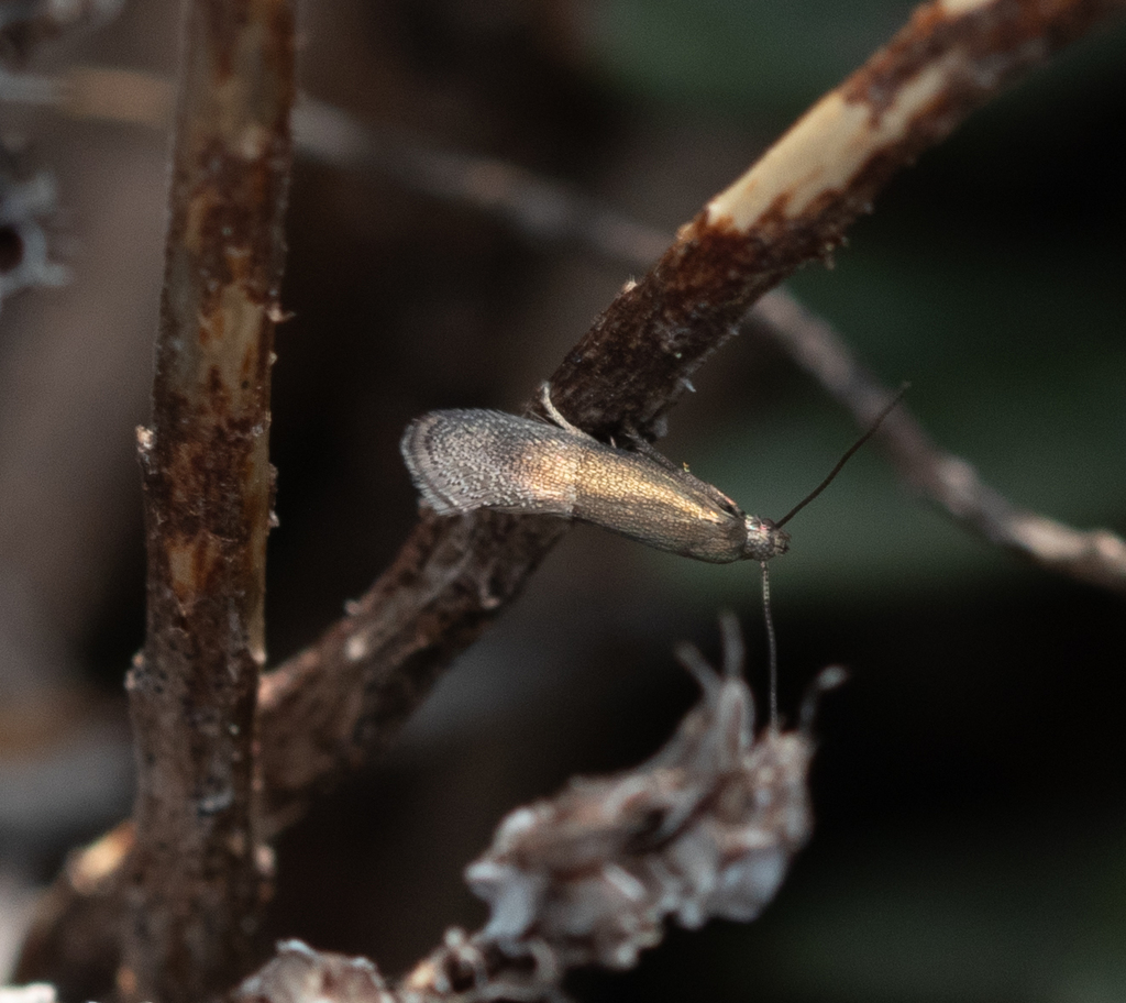 Klimeschia transversella