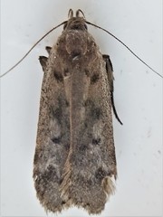 Anacampsis innocuella